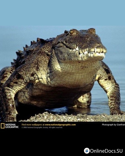 Постер Вся правда о крокодилах 